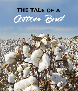 tale of a cotton bud